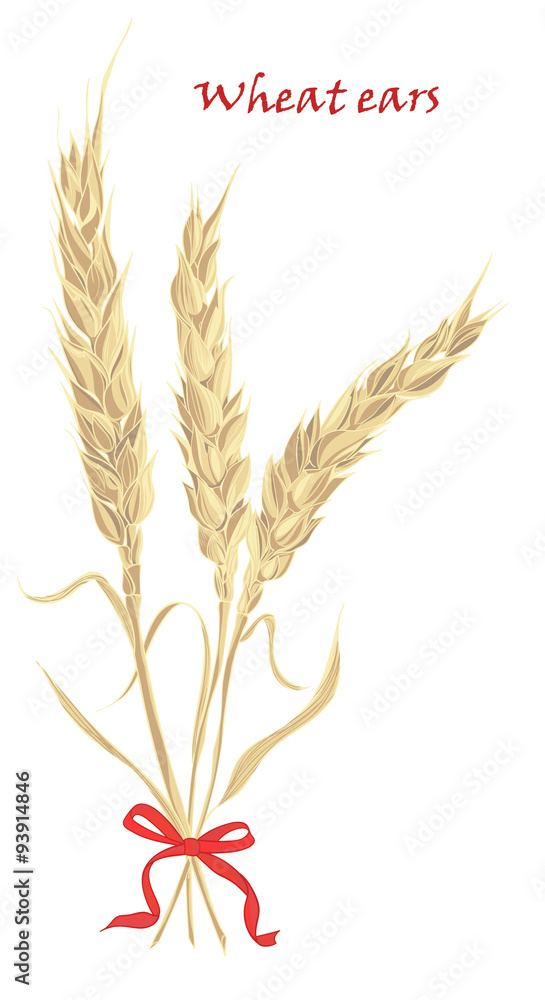 Ears of wheat tied with red bow on white background Ears of wheat tied with red bow on white background