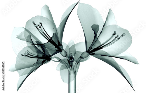 x-ray image of a flower isolated on white , the Amaryllis #93914800