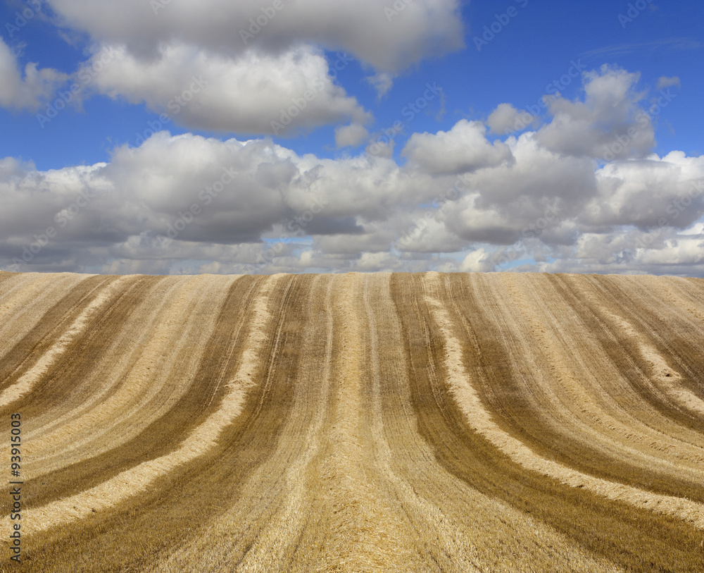 Harvested golden field against cloudy sky