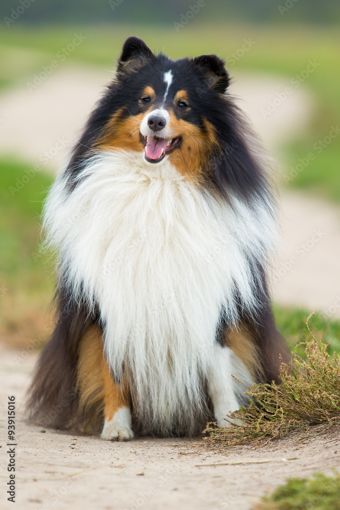 Sheltie dog breed is sitting in the background of green field
