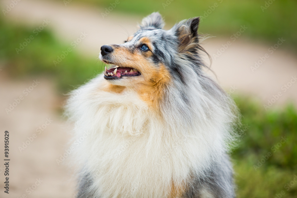 Portrait of gray dog with blue eyes breed sheltie Portrait of gray dog with blue eyes breed sheltie