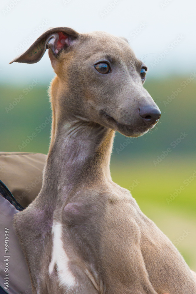 Portrait of a dog breed Greyhound