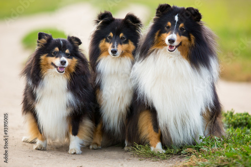 Three black Sheltie dog breed sitting in the background of green field
