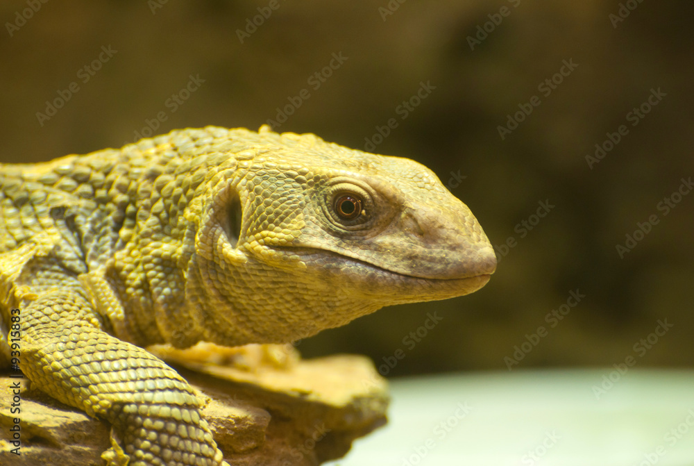Fototapeta premium Monitor lizard