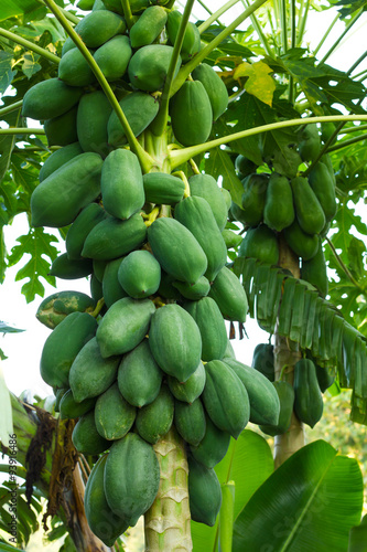 .Many papaya with banana leaf