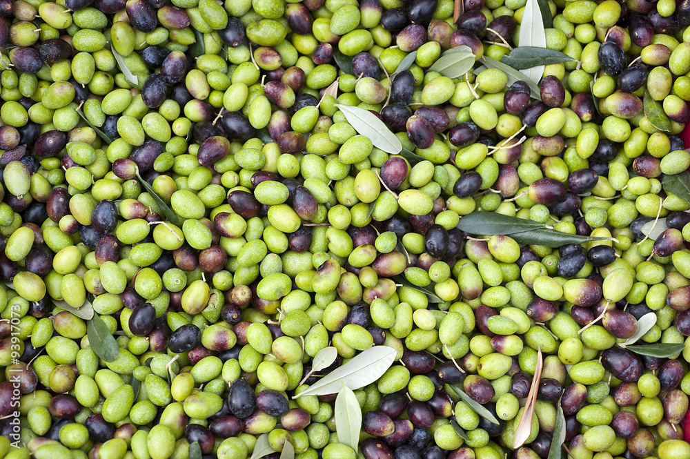 a close up of olives, ligurian olives the name is taggiasca