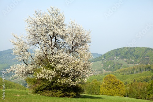 Spring landscape in Bile Karpaty, Czech Republic
