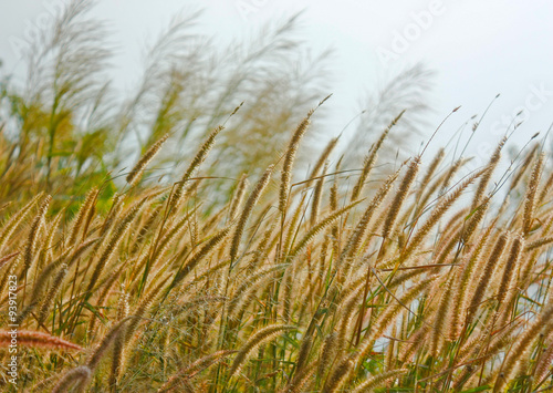 Yellow Timothy Grass With Rim Light Vingtage Background