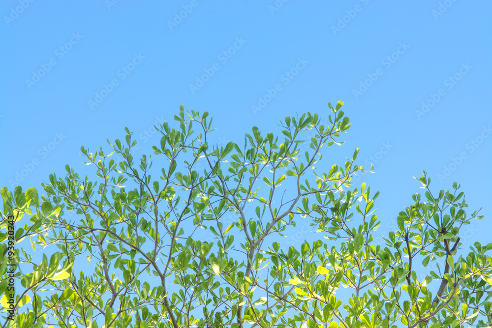 Tree and blue sky as background texture Tree and blue sky as background texture