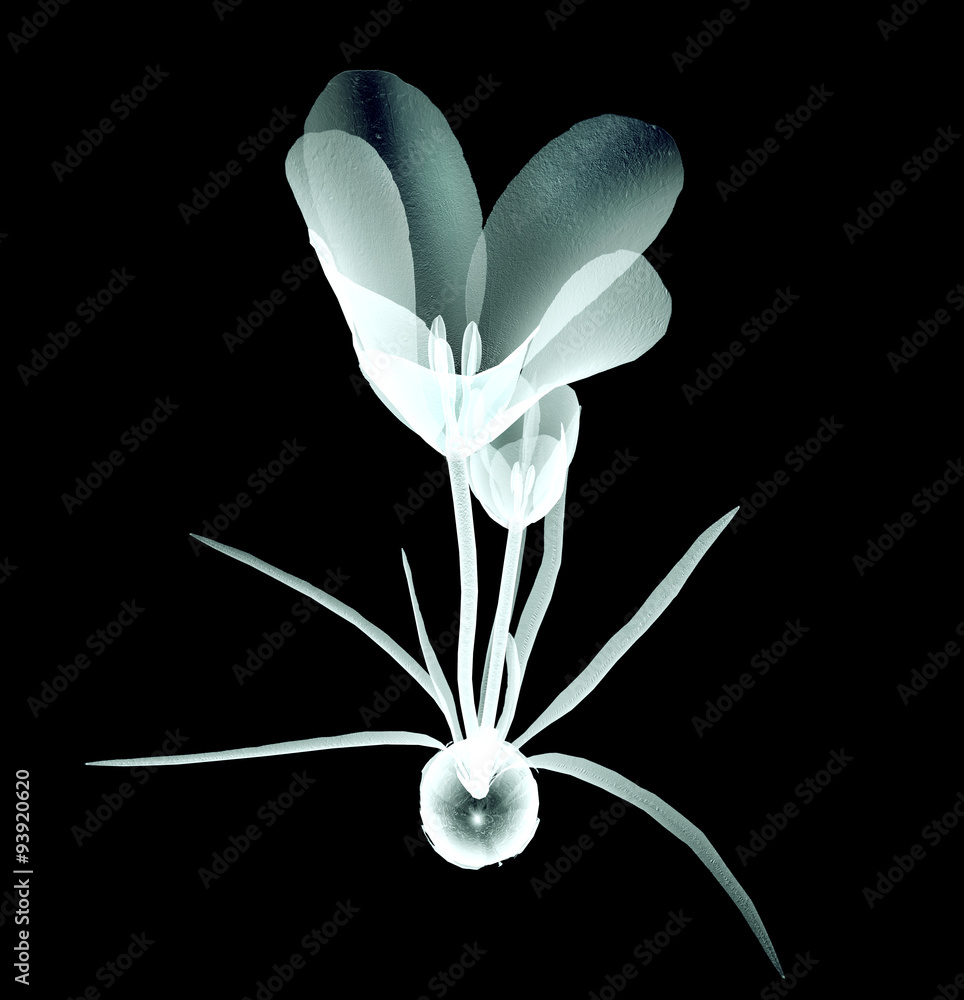 x-ray image of a flower isolated on black , the crocus x-ray image of a flower isolated on black , the crocus