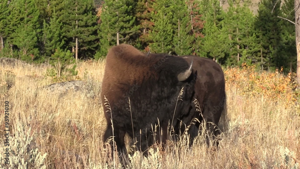 Bison Bison