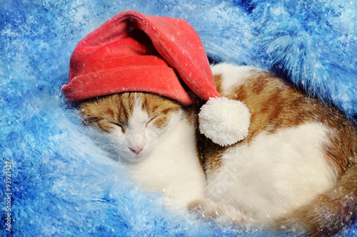Fototapeta Naklejka Na Ścianę i Meble -  christmas cat