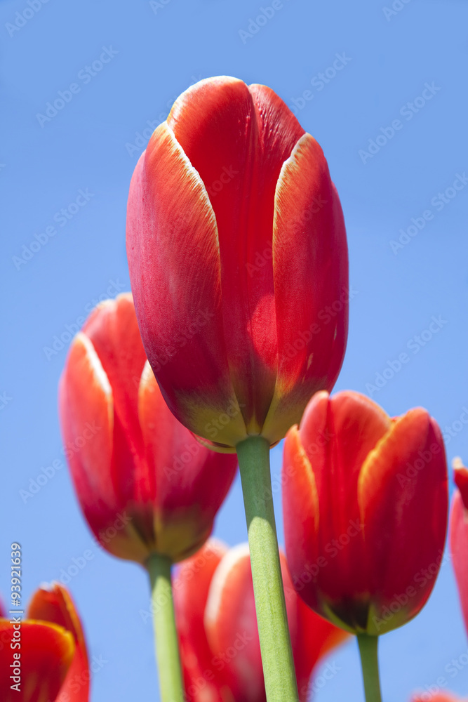 Tulips silhouetted against the sky. Tulips silhouetted against the sky.