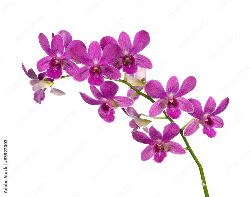 Purple (Violet) orchid on white Purple (Violet) orchid on white