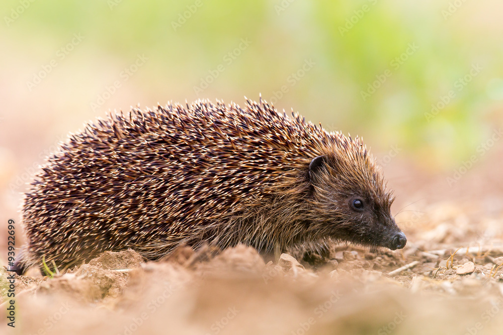 Fototapeta premium Hedghog