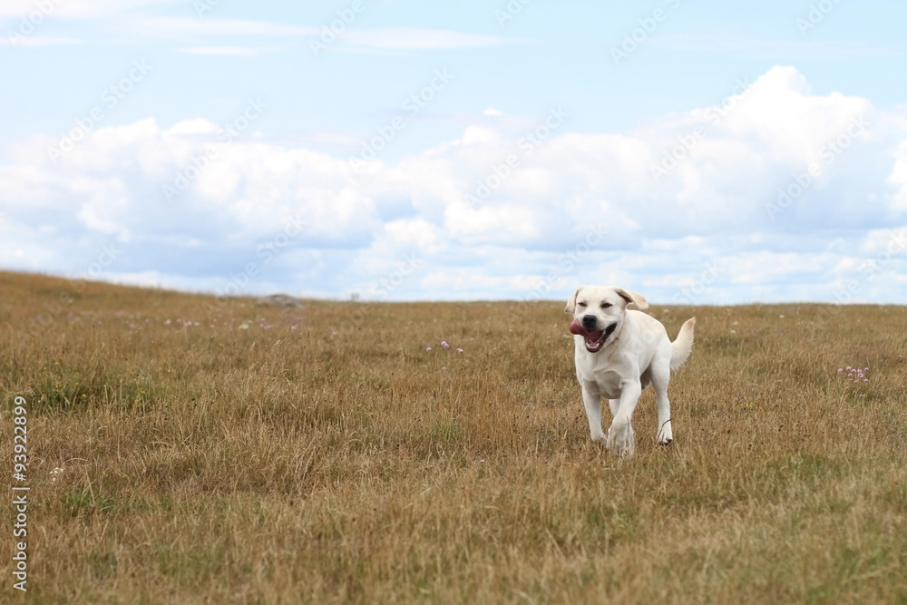yellow labrador runs on a dried grass field towards viewer