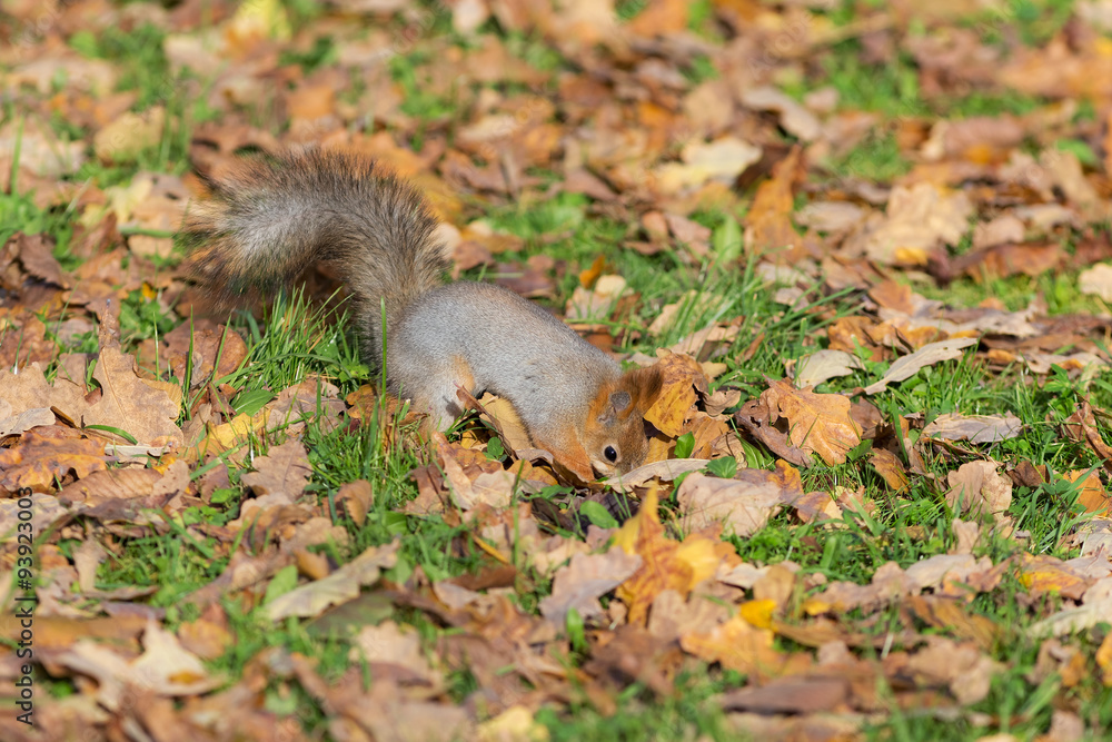 autumn squirrel autumn squirrel