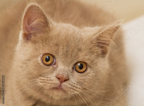 фотографія A Fawn British Shorthair Kitten