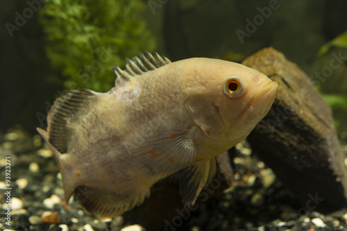 Astronotus ocellatus, big fish aquarium white