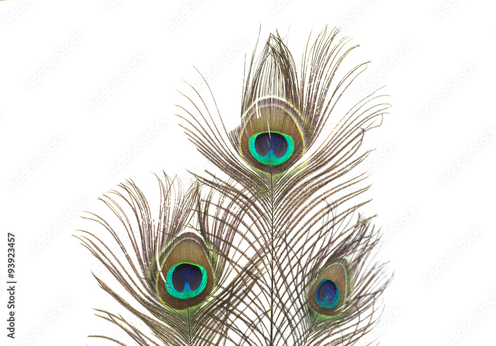 Obraz premium Peacock feathers