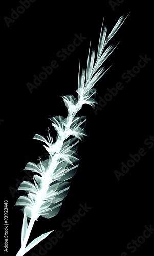 x-ray image of a flower isolated on black , the Gladiolus