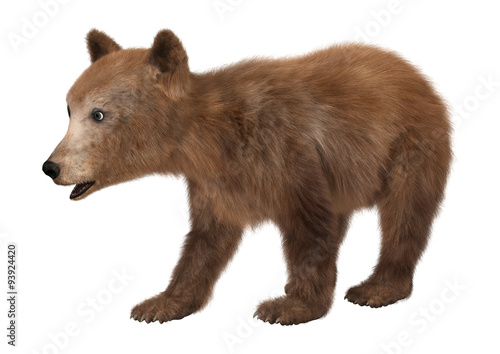 Brown Bear Cub © photosvac