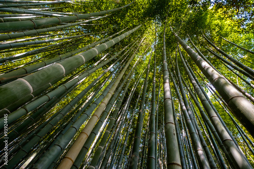 Bamboo forest  Kyoto