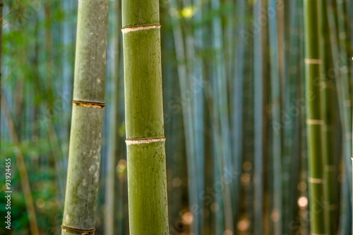 Bamboo forest, Kyoto
