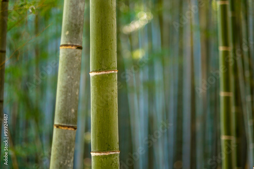 Bamboo forest  Kyoto