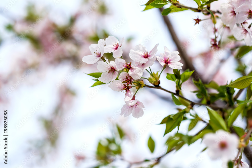Sakura Sakura