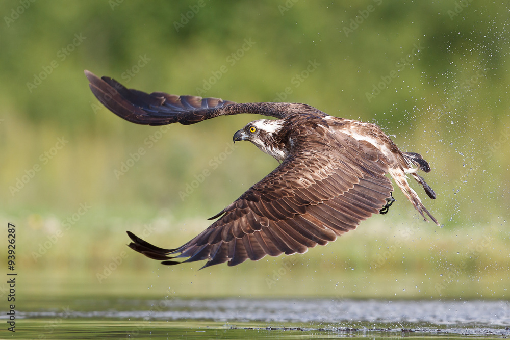 Obraz premium Osprey fishing and hunting on a Scottish loch.