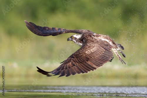 Osprey fishing and hunting on a Scottish loch. photo