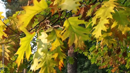 Autumn Leaves On The Wind in park