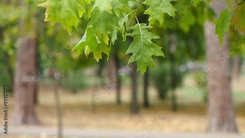 Autumn Leaves On The Wind in park