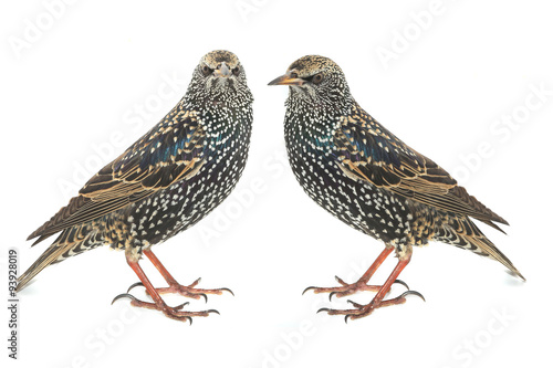  Two Starling © fotomaster