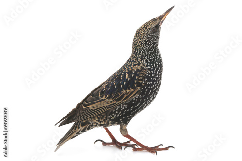 Starling