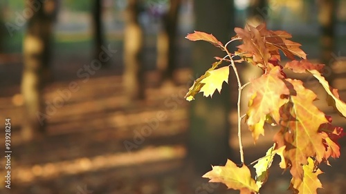 Autumn Leaves On The Wind in park