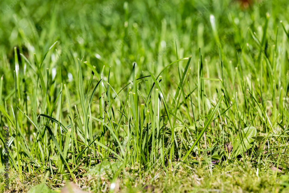 green grass green grass
