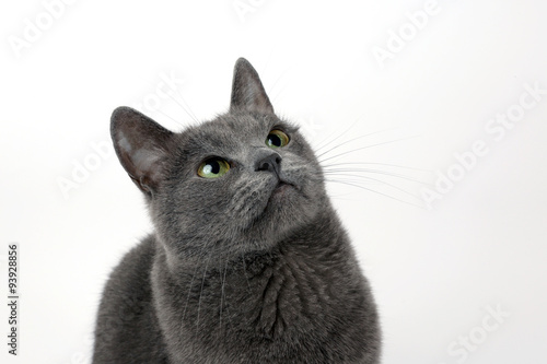 Fototapeta Naklejka Na Ścianę i Meble -   studio portrait of a beautiful grey cat on white background