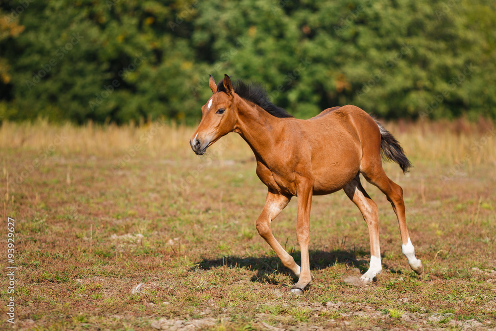 Obraz premium Funny foal running around