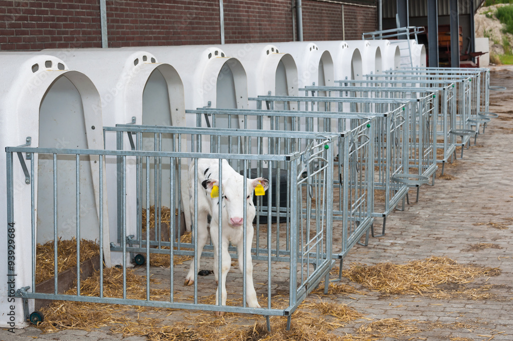 Newborn calf stands next to the calf pen