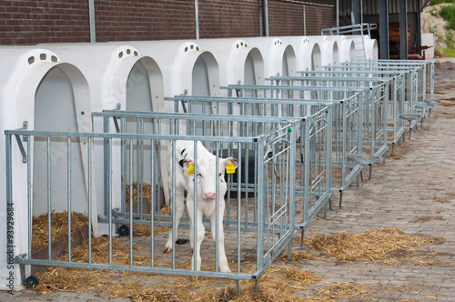 Obraz na płótnie Newborn calf stands next to the calf pen w salonie