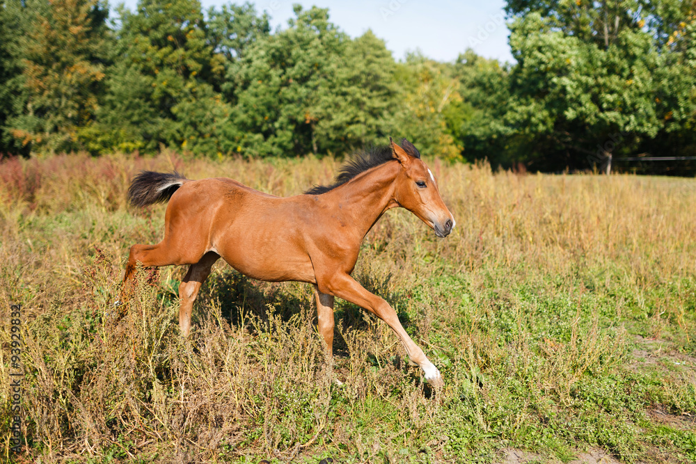 Naklejka premium Funny foal running around