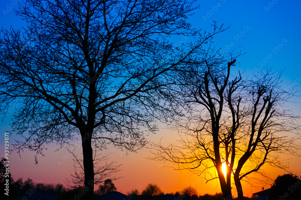 In the evening, the tree silhouette
