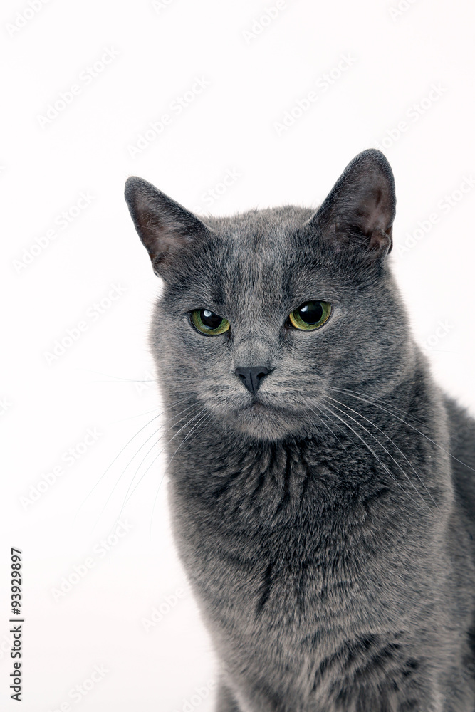 Studio portrait of a beautiful grey cat on white background