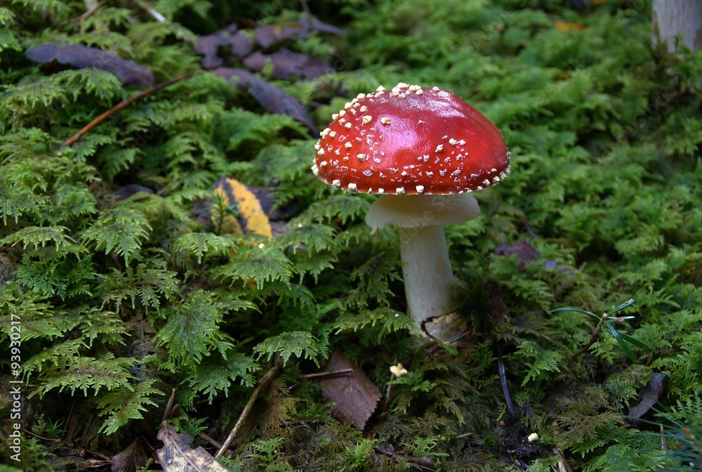 Champignons Champignons