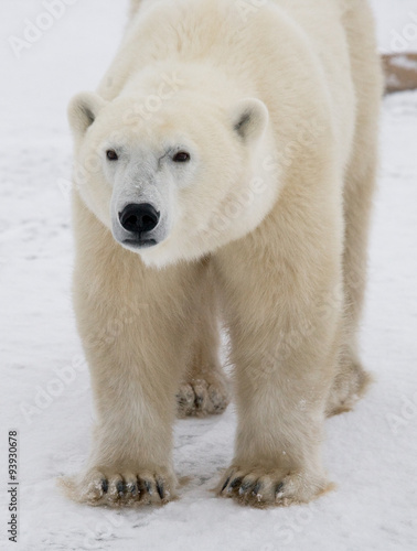 A polar bear on the tundra. Snow. Canada. An excellent illustration © gudkovandrey
