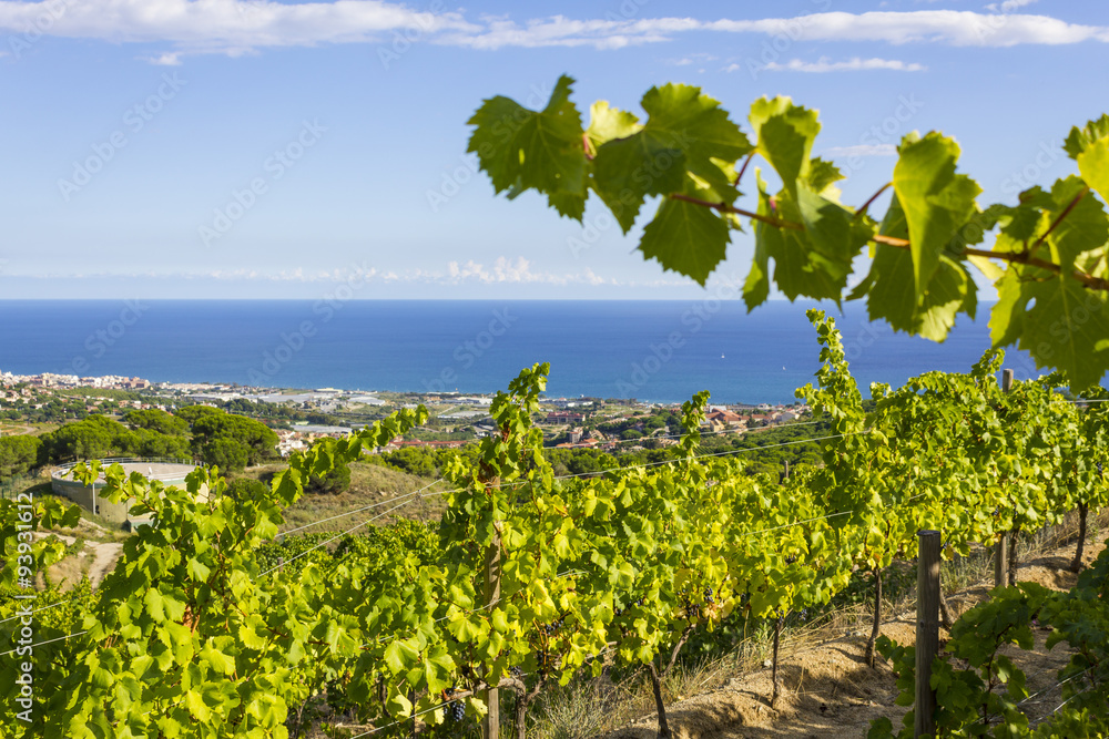 Vineyards of Alella, Spain on the Mediterranean Sea