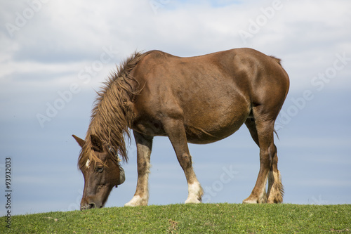 Horse, Umbria, Italy