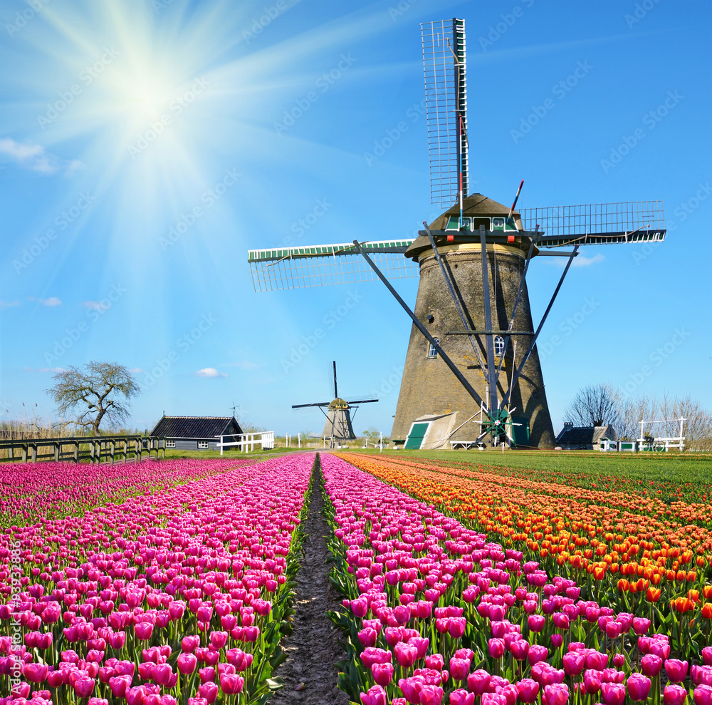 Fabulous landscape of Mill wind and tulips in Holland on a sunny